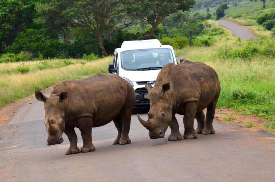From Richards Bay: Hluhluwe Imfolozi Game Reserve Day Trip - Hluhluwe Imfolozi: why this reserve is a big deal