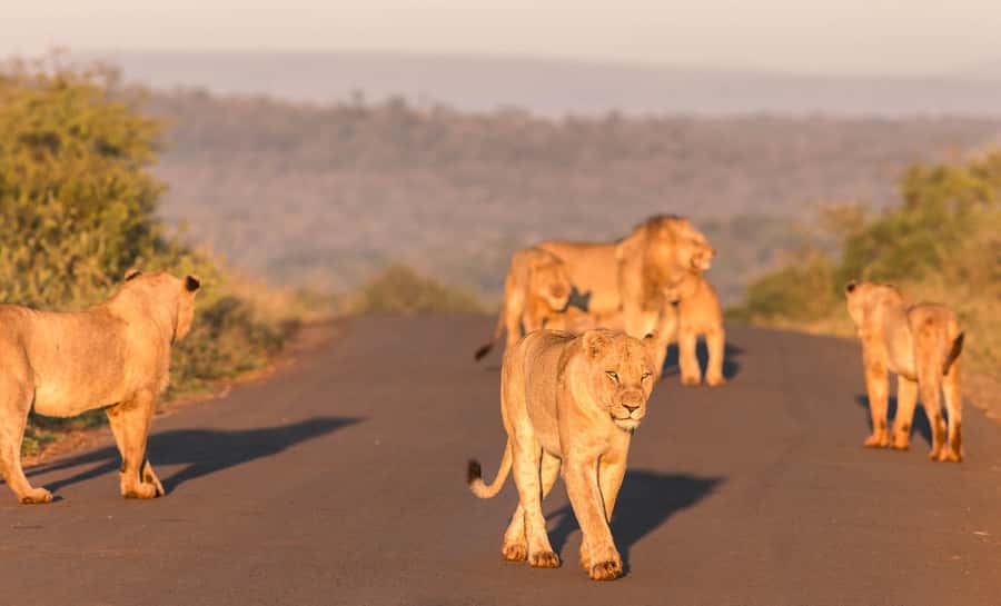 From St Lucia: 3 Day 2 Night Hluhluwe,St Lucia, iSimangaliso - Why this 3-day route works in South Africa’s wild northeast
