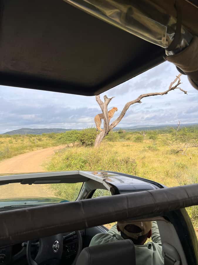 From St Lucia: 3 Day 2 Night Hluhluwe,St Lucia, iSimangaliso - Wildlife expectations: Big 5 chances, Big 4 reality, no guarantees
