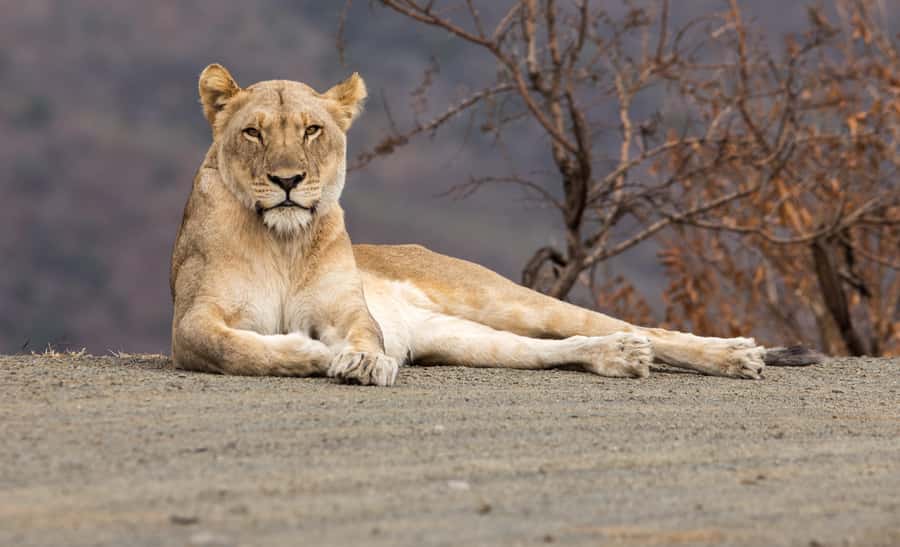 From St Lucia: Big 5 Safari in the Hluhluwe-Imfolozi Park - Key things to know before you go