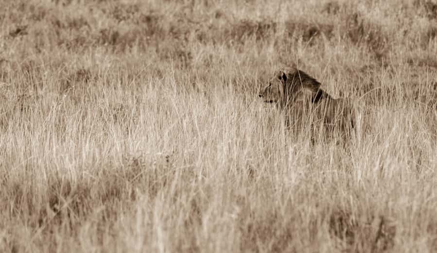 From St Lucia: Big 5 Safari in the Hluhluwe-Imfolozi Park - The wildlife target list: Big Five plus the Magnificent 8