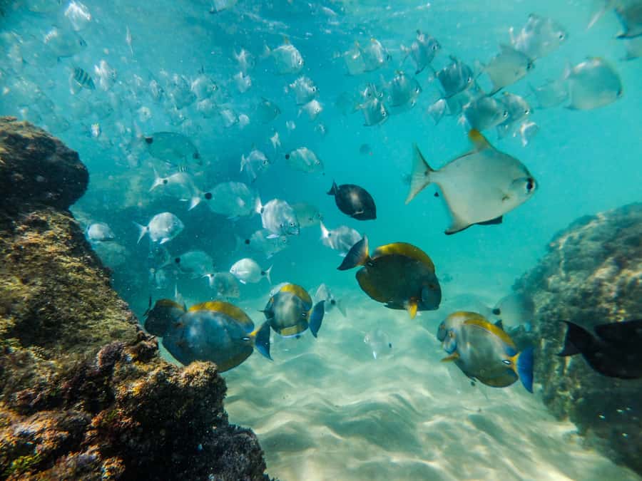 From St Lucia: Cape Vidal Full-Day Snorkeling Safari - Price and value at about $92 for 8 hours in two ecosystems