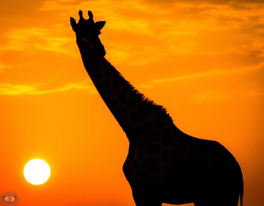 From St Lucia: iSimangaliso Sunset Safari - Eastern Shores and the World Heritage angle