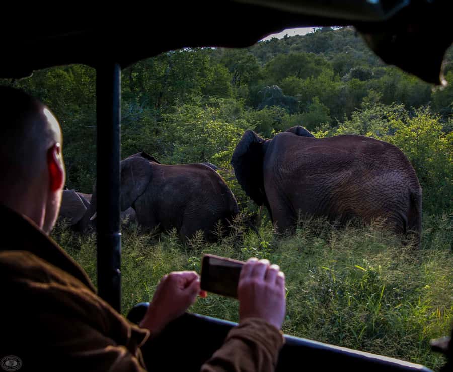 From St Lucia: iSimangaliso Wetland Park Night Drive Safari - Key things to know before you go