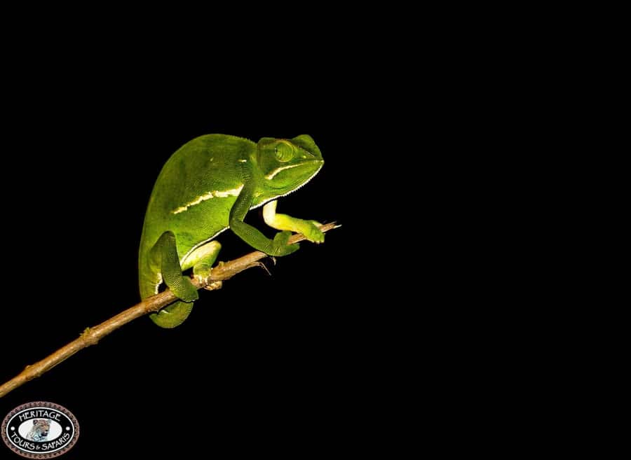 From St Lucia: iSimangaliso Wetland Park Night Drive Safari - Comfort checklist: what to wear for a colder, wetter night