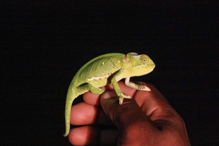 From St Lucia: iSimangaliso Wetland Park Night Drive Safari - Why a night drive in iSimangaliso feels like a different park