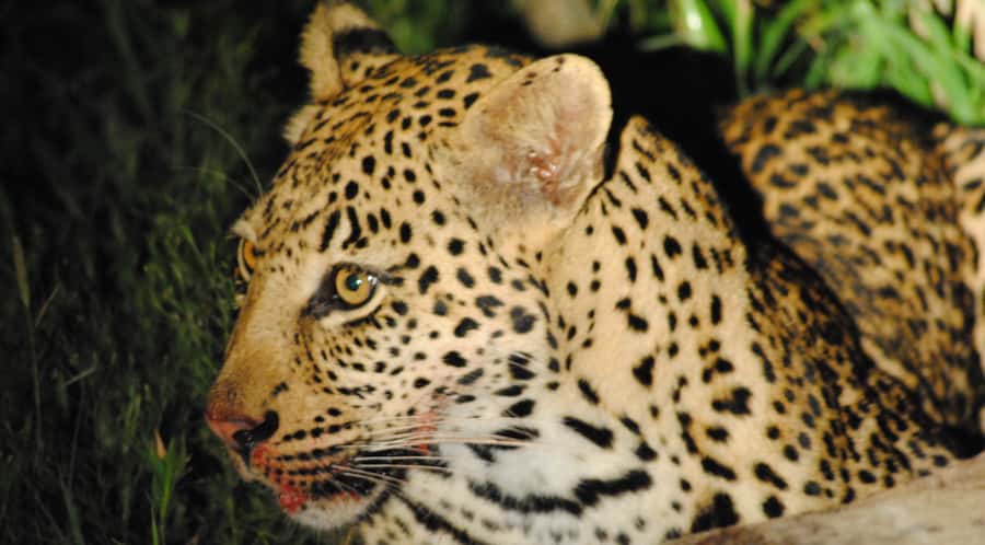 From St Lucia: iSimangaliso Wetland Park Night Drive Safari - The animals you are actually hunting at night