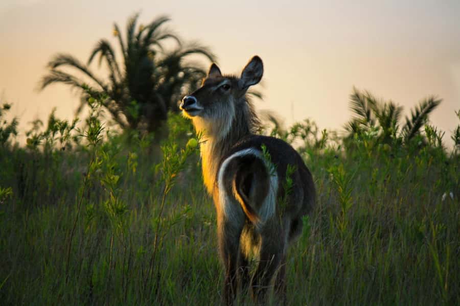 From St Lucia: iSimangaliso Wetland Park Night Drive Safari - Wetland wildlife after dark: more than just the famous names