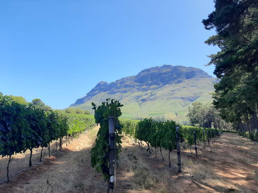 From Stellenbosch: Stellenbosch Guided Vineyard Walk - Key highlights worth planning for