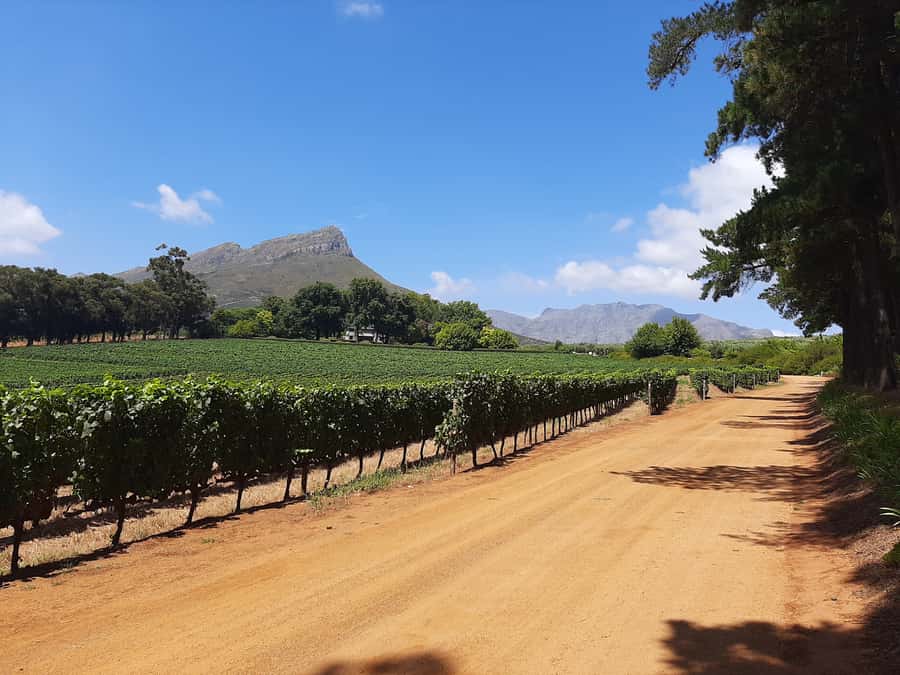 From Stellenbosch: Stellenbosch Guided Vineyard Walk - A 5-hour vineyard walk that makes wine feel practical