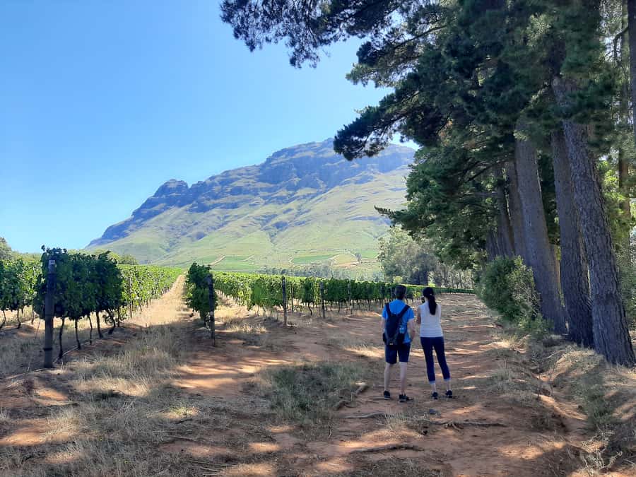 From Stellenbosch: Stellenbosch Guided Vineyard Walk - How the walk teaches Cabernet Sauvignon vs Pinot Noir