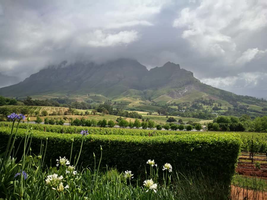 From Stellenbosch: Stellenbosch Guided Vineyard Walk - Two winery visits and what tasting really means here