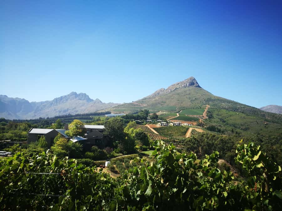 From Stellenbosch: Stellenbosch Guided Vineyard Walk - Lunch, water, and keeping the day comfortable