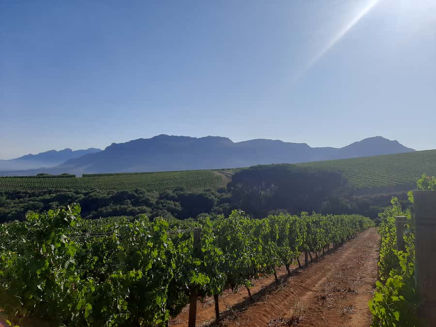 From Stellenbosch: Stellenbosch Guided Vineyard Walk - Price and value: is $96 per person worth it?