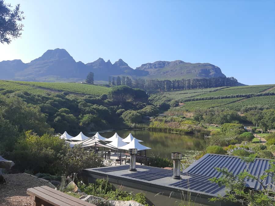 From Stellenbosch: Stellenbosch Guided Vineyard Walk - Who should book this Stellenbosch guided vineyard walk