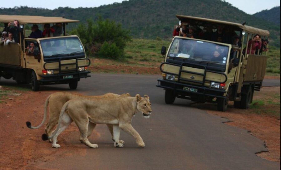 From Sun City: Pilanesberg National Park 3-Hour Game Drive - The 3-Hour Game Drive: How the Experience Usually Plays Out