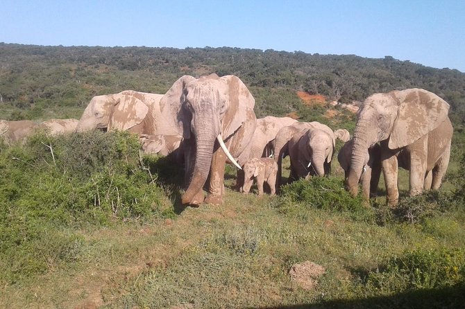 Full Day Addo Elephant National Park Safari wit BBQ:Thentic Tours - Pickup in Port Elizabeth at 8:00 am, and Why Timing Matters