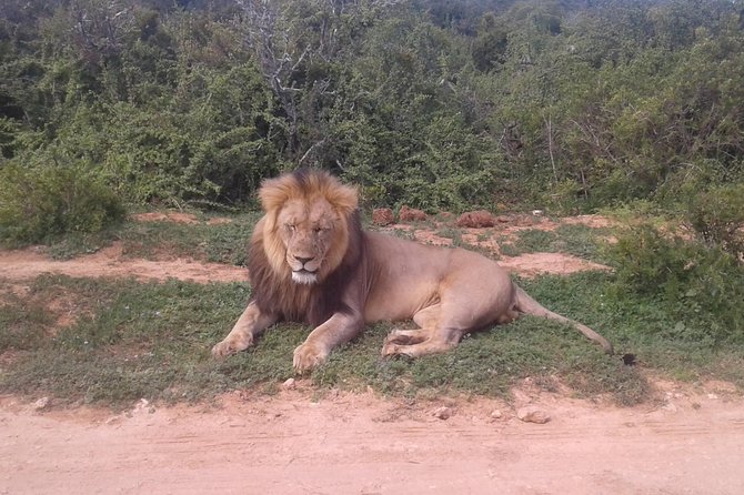 Full Day Addo Elephant National Park Safari wit BBQ:Thentic Tours - Lions, Buffalos, Zebras, Antelope, and the Reality of Spotting