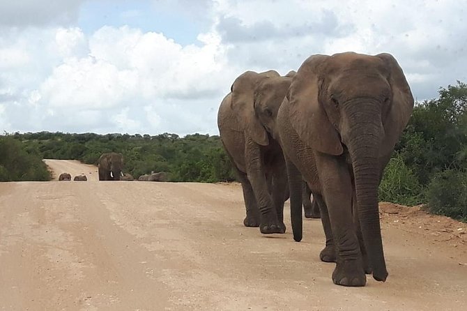 Full Day Addo Elephant National Park Safari wit BBQ:Thentic Tours - Group Size, Comfort, and How to Think About “Full Day” Time