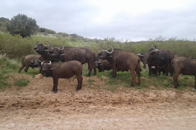 Full Day Addo Elephant National Park Safari wit BBQ:Thentic Tours - Entering Addo: What Your Safari Drive Is Really About
