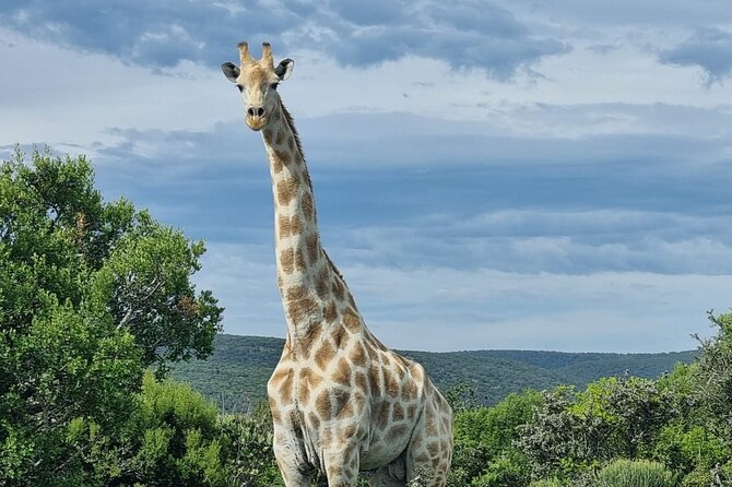 Full-Day Addo Elephant Park & Giraffe Walk - Port Elizabeth pickup, a small-group safari rhythm, and what the schedule feels like