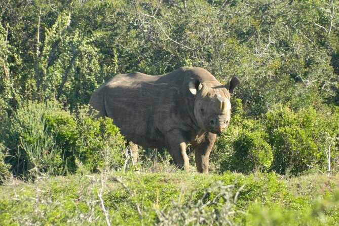 Full-Day Addo Elephant Park & Giraffe Walk - Who this Addo and giraffe combo is best for