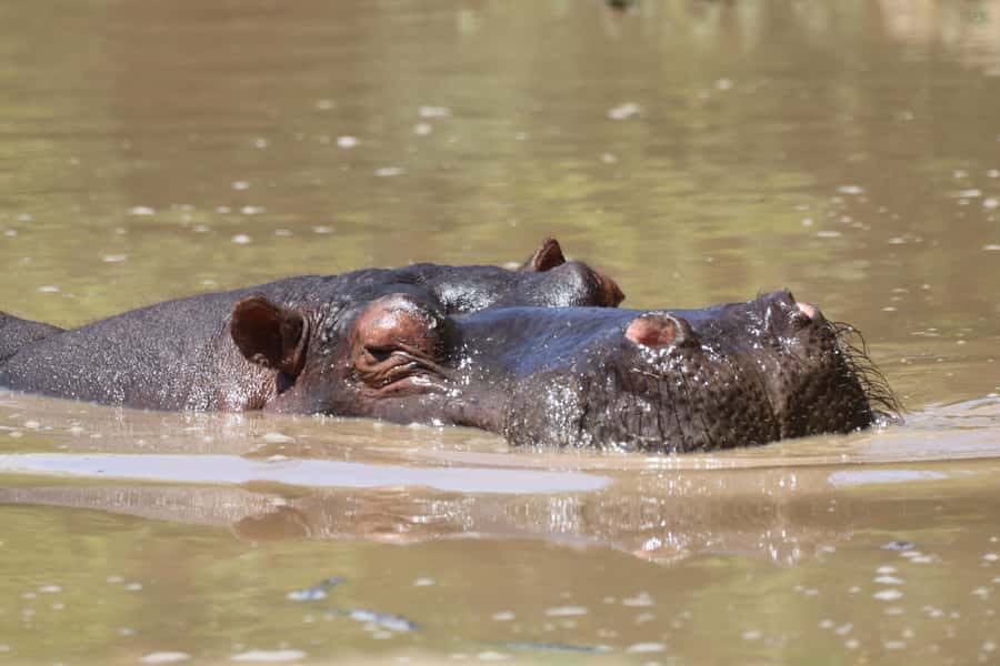 Full-Day Addo Park & Schotia Game Reserve (Open 4x4 vehicle) - The early pickup that sets the tone in Addo country