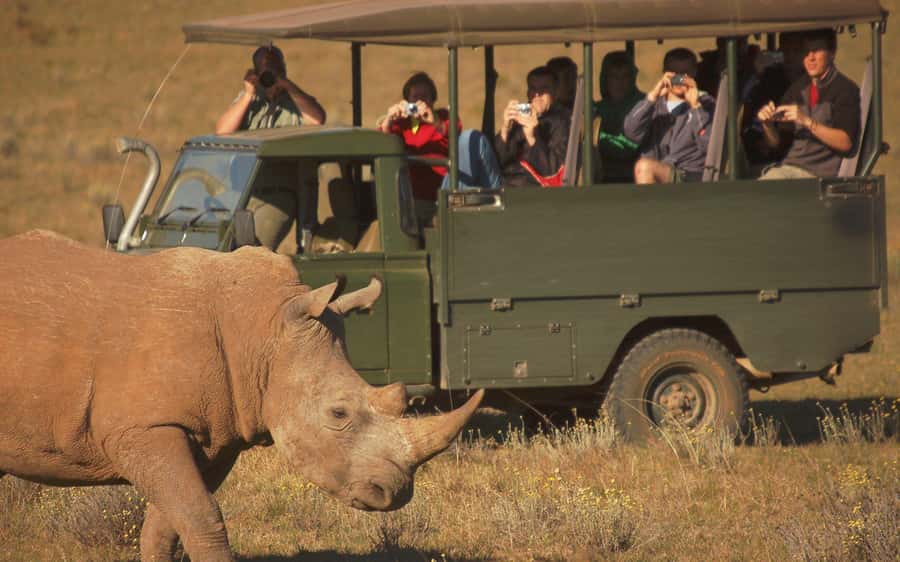Full-Day Addo Park & Schotia Game Reserve (Open 4x4 vehicle) - Addo Elephant National Park: a 4-hour Big 5 hunt in comfort