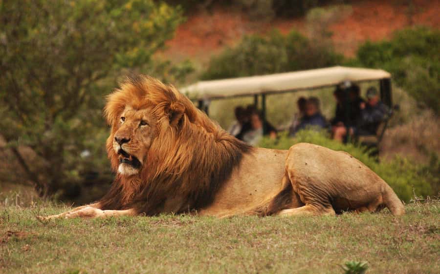 Full-Day Addo Park & Schotia Game Reserve (Open 4x4 vehicle) - Schotia Safaris Private Game Reserve: open-top Big Five time