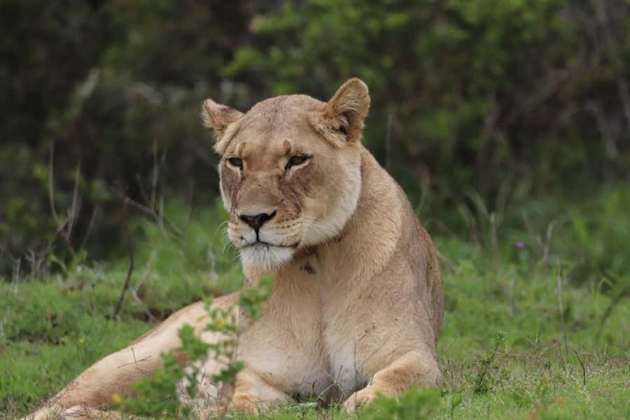 Full-Day Addo Park & Schotia Game Reserve (Open 4x4 vehicle) - Small-group safari with guides who keep working the sighting game
