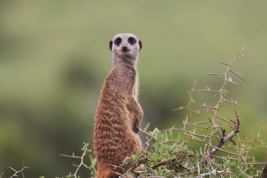 Full-Day Addo Park & Schotia Game Reserve (Open 4x4 vehicle) - Timing and the full-day rhythm across two reserves