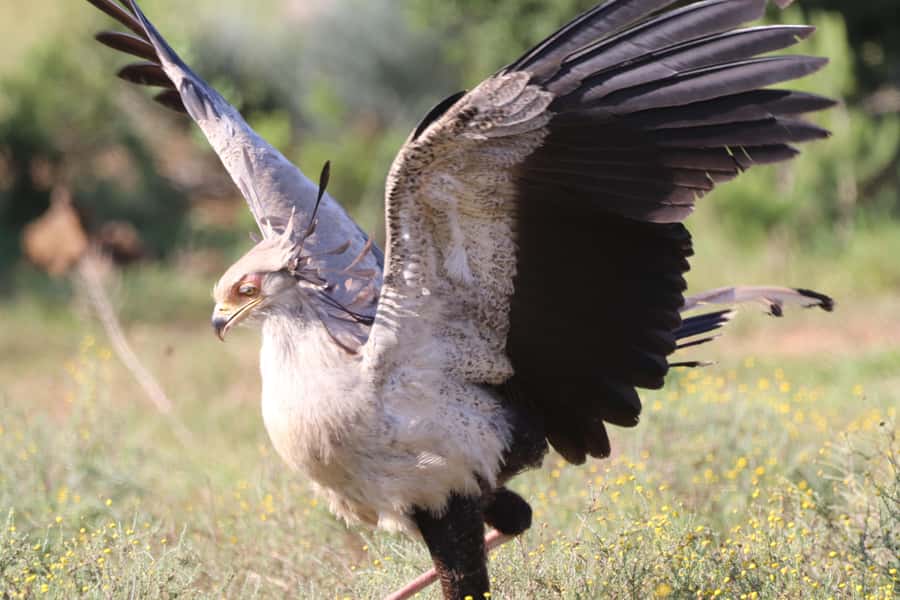 Full-Day Addo Park & Schotia Game Reserve (Open 4x4 vehicle) - Price and value: what $305 per person buys you