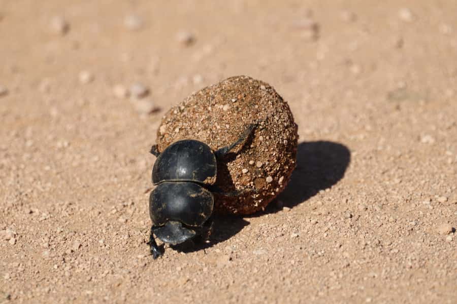 Full-Day Addo Park & Schotia Game Reserve (Open 4x4 vehicle) - Realistic expectations: sightings depend on the day