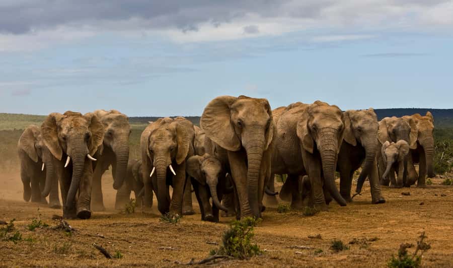 Full-Day All Inclusive Safari with Traditional Braai Lunch - Key things that make this safari work