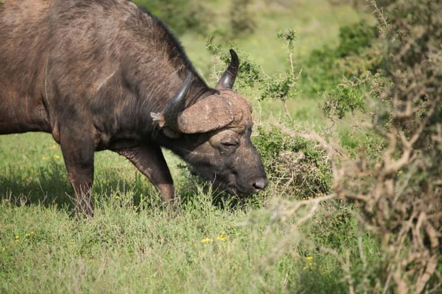 Full-Day All Inclusive Safari with Traditional Braai Lunch - Should you book this Addo full-day safari with braai lunch?