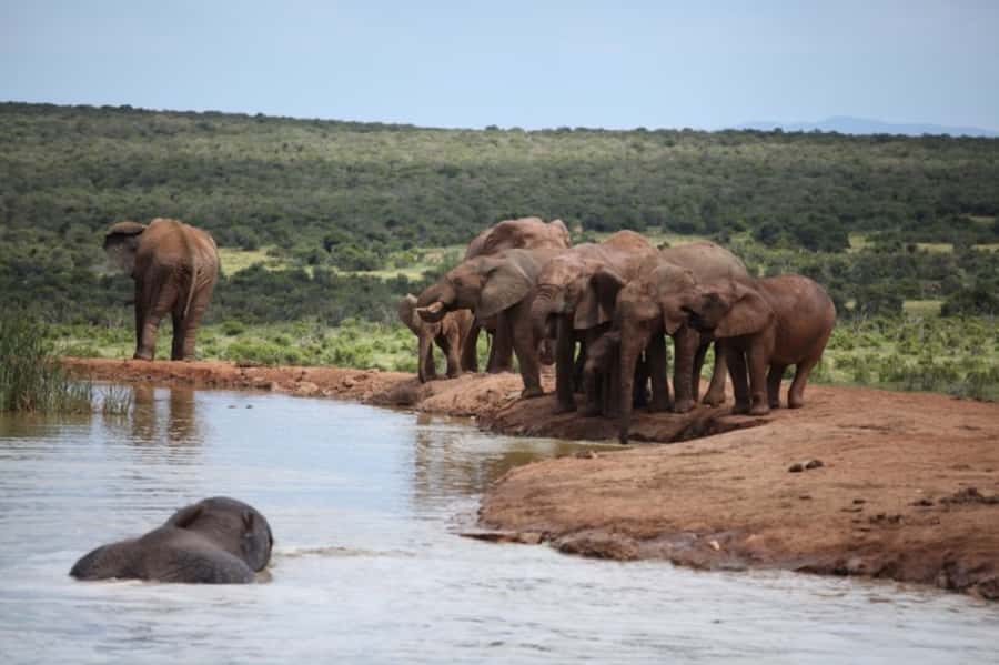 Full-Day All Inclusive Safari with Traditional Braai Lunch - The 10:30 AM tea and coffee break that actually resets your focus