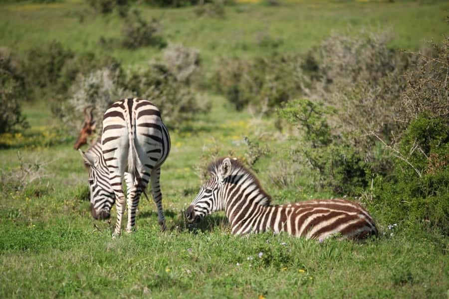 Full-Day All Inclusive Safari with Traditional Braai Lunch - What your guide does on the drives, and why it changes your sightings
