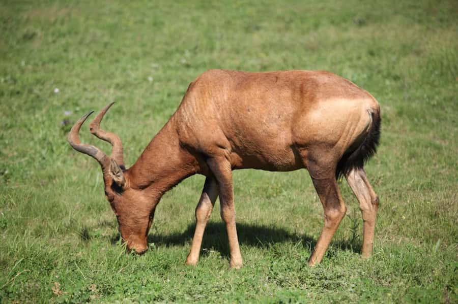 Full-Day All Inclusive Safari with Traditional Braai Lunch - Price and value: is $186 per person fair for this safari?