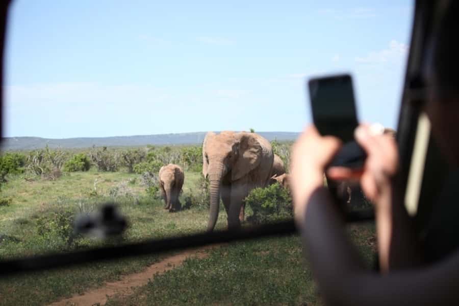 Full-Day All Inclusive Safari with Traditional Braai Lunch - How the two game drives maximize Big 5 chances