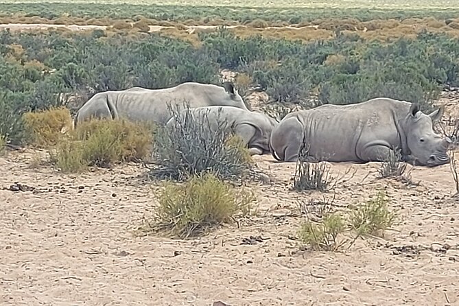 Full day Aquila Game Reserve Big 5 Safari with Wine Tasting Tour - Key things that make this day work
