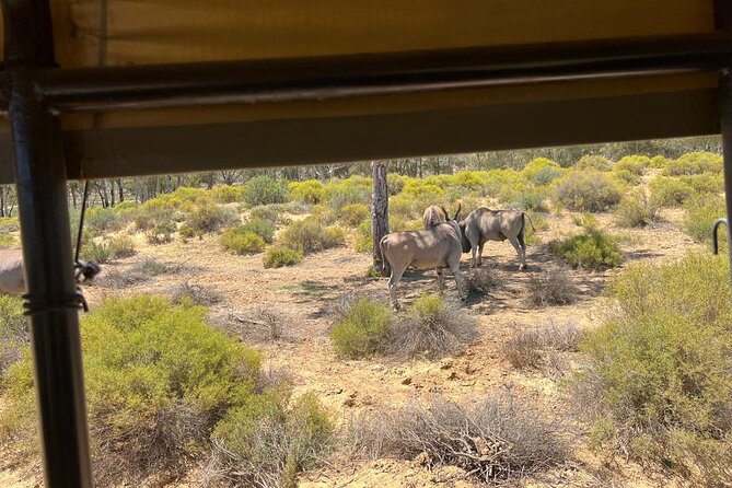 Full day Aquila Game Reserve Big 5 Safari with Wine Tasting Tour - From Cape Town to Aquila, the morning drive you will remember