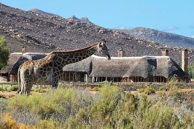 Full day Aquila Game Reserve Big 5 Safari with Wine Tasting Tour - What the safari day feels like in real time