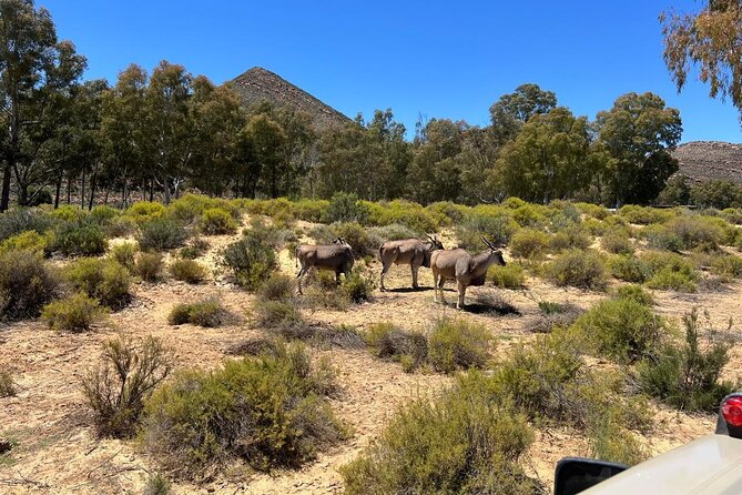 Full day Aquila Game Reserve Big 5 Safari with Wine Tasting Tour - Fairview wine and cheese in Paarl: why it is a smart pairing