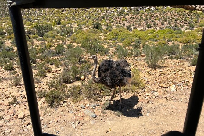 Full day Aquila Game Reserve Big 5 Safari with Wine Tasting Tour - The human side: driver timing, guide style, and group size