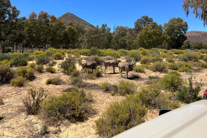 Full day Aquila Game Reserve Big 5 Safari with Wine Tasting Tour - Who this tour suits best, and who should skip it