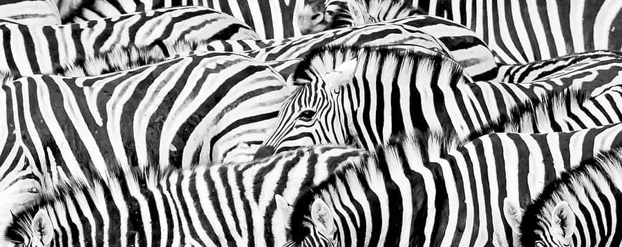 Full Day Aquila Safari (German) - Aquila Private Game Reserve in the Karoo, with a German driver