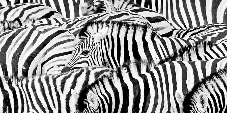 Full Day Aquila Safari (German) - Who this German tour suits best, and who should rethink it