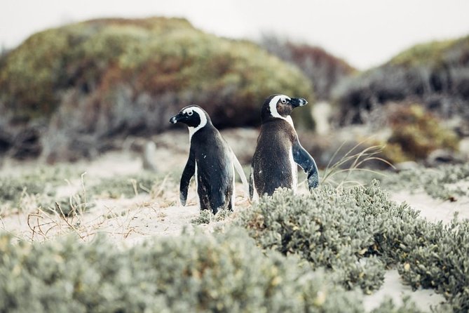 Full-Day Best of the Cape, Peninsula, Cape Point and Stellenbosch Tour - Hotel Pickup and a Small Group of Up to 20