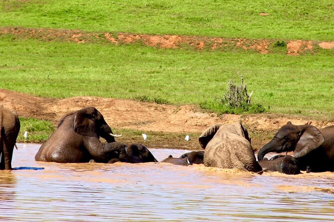 Full day big 5 addo Safari - Key points before you book your Addo full day Big Five safari