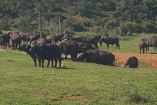 Full day big 5 addo Safari - Guides and small-group driving: the difference between seeing animals and learning the park